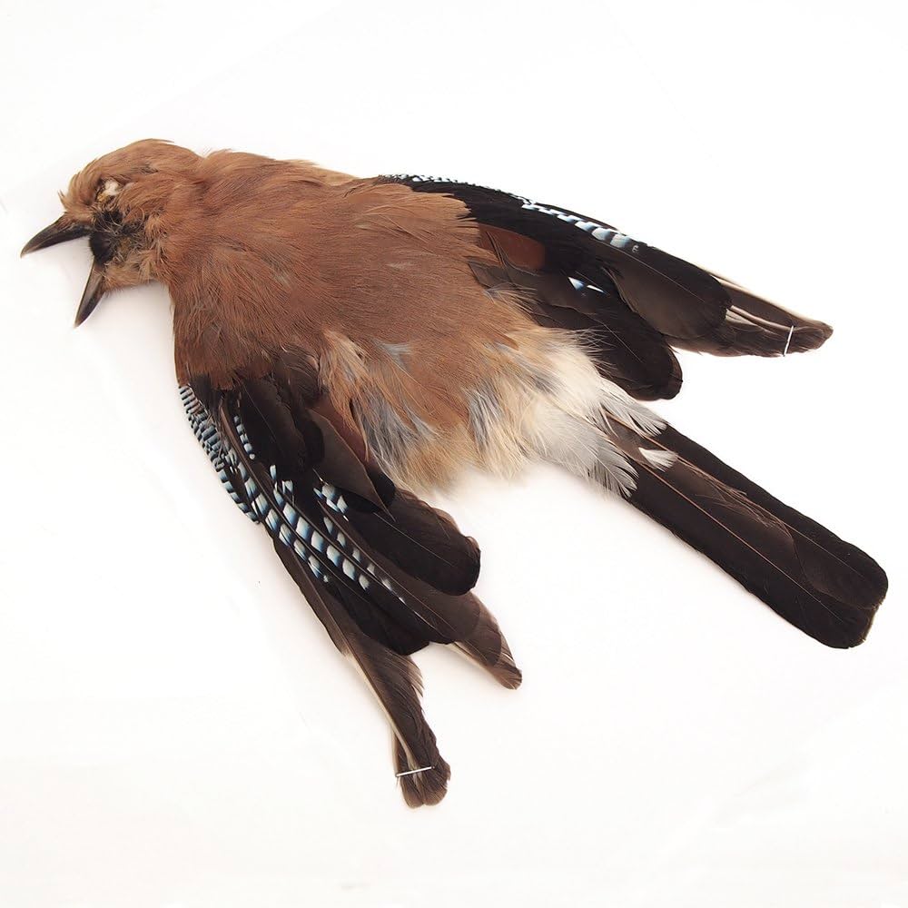 Amazon.co.jp: ブルージェイ 1羽 [050-Bs-N]フライマテリアル