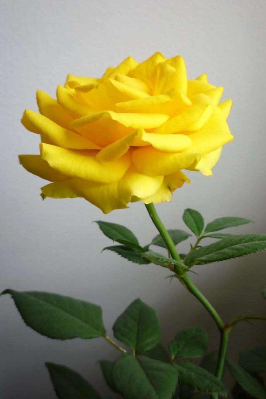 Mind Blowing Yellow Rose Journal: 150 page lined journal