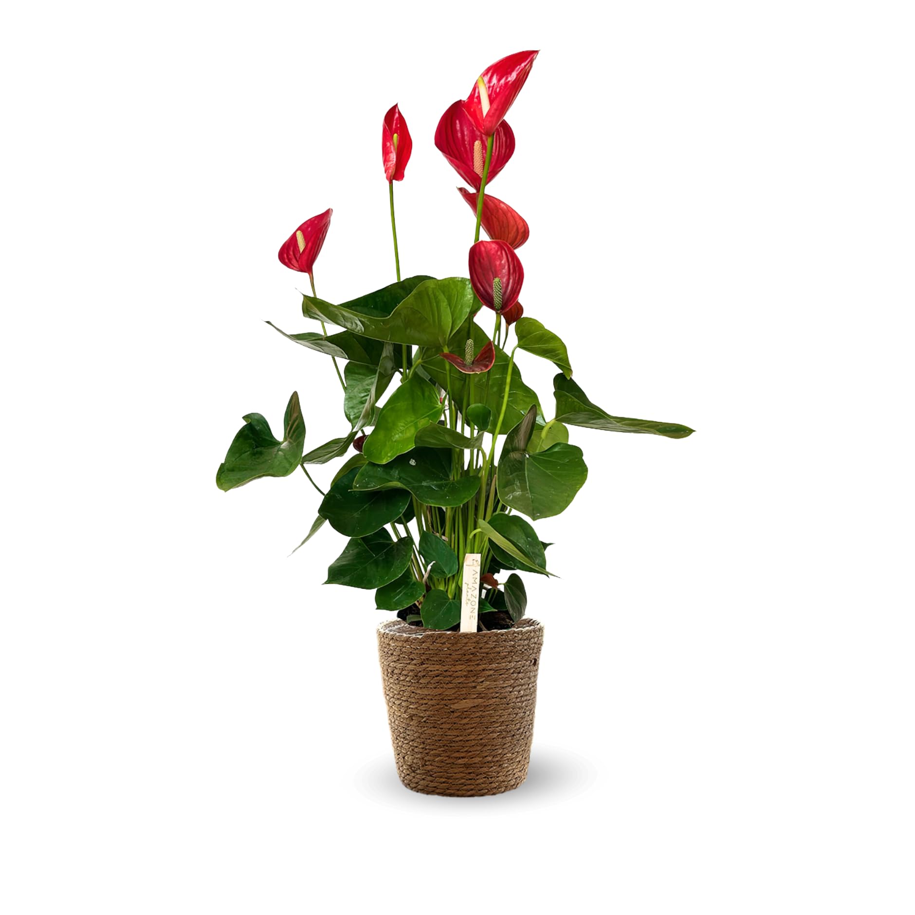 Attitude Jardin - Anthurium rosso con cesto in giunco marino - pianta d'appartamento - 60-70 cm - ⌀ 19 cm - pianta fiorita