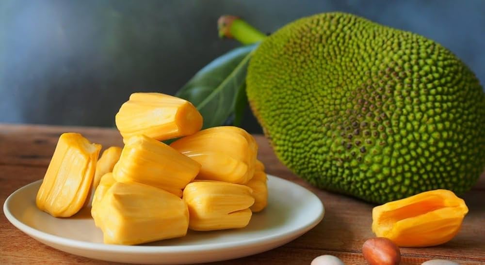PACK OF 1 Rare Dwarf Golden Nugget Supper Sweet Jackfruit Variety
