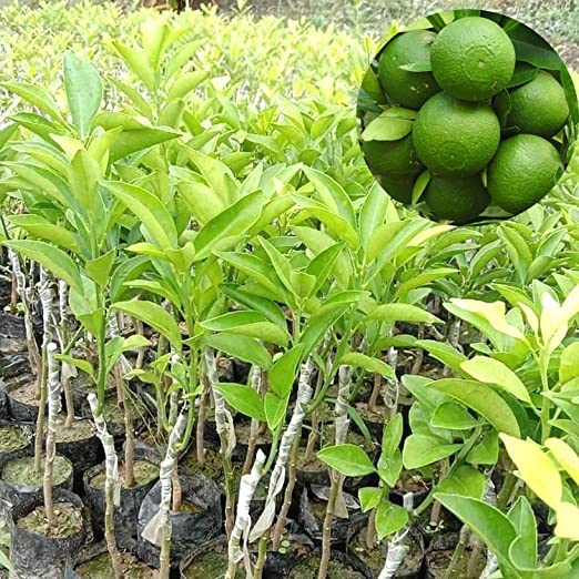 Sanju Bari Malta 1 grafted Plant, Sweet Malta Lemon or Also Known as Paisa Malta. (B09XF93BGD) Amazon Price History, Amazon Price Tracker