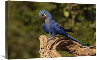 20 x 30 in. Hyacinth Macaw Portrait, Cerrado Habitat, Brazil Art Print - Pete Oxford