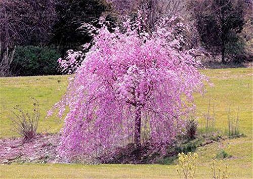 10 PC/bolso llorón Semillas Sakura, flor de cerezo, Bella Semillas semillas de flores del árbol de Sakura árbol Bonsai Planta de tiesto para jardín 6