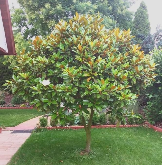 Magnolia grandiflora ‘Edith Bogue’ Live Tree – Cold Hardy Southern Magnolia – Fragrant White Flowers – Evergreen Ornamental Tree – 1–2 Ft Tall
