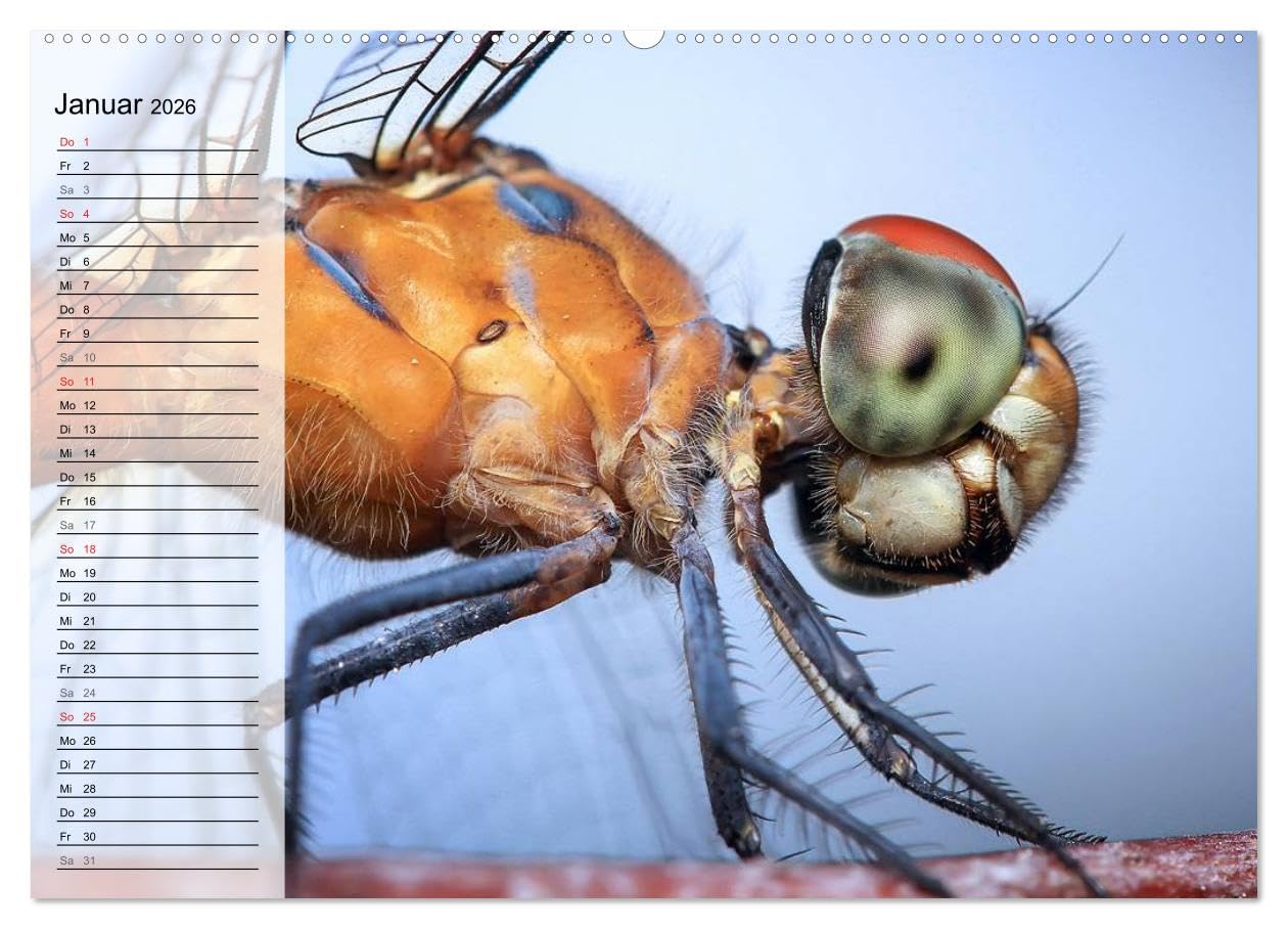 Die geheimnisvolle Welt der Insekten (hochwertiger Premium Wandkalender 2026 DIN A2 quer), Kunstdruck in Hochglanz: Faszinierende Nahaufnahmen von verschiedenen Insekten (CALVENDO Tiere)
