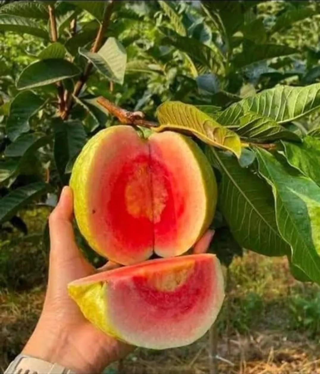 See full amazon price history chart for THE PLANT BAZAR - RED Daimond Guava live plants(2/3 Ft Hieght) all time Rear Xotic Grafted Variety Healthy live plants All India Weather Suitable Pack of 1 (Fruit After 1 Year) THE PLANT BAZAR - RED Daimond Guava live plants(2/3 Ft Hieght) all time Rear Xotic Grafted Variety Healthy live plants All India Weather Suitable Pack of 1 (Fruit After 1 Year) (B0CH7ZT3N9) Amazon Price History, Amazon Price Tracker