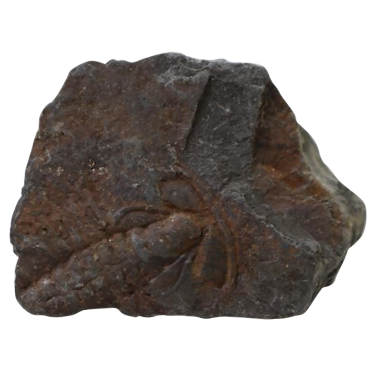 Healifty 1pc Trilobite Educational Toys Shell Samples Stones Tool Aenima Brain Toy Collection Table Adornment Developmental Toys Ocean Animals Toys Desktop Raw Stone Child