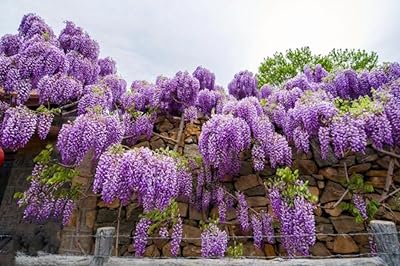 25 Wisteria Seeds Purple Flowers Blue Moon Wisteria Chinese Blue Wisteria sinensis Tree Fast Climber Flower Vine Hardy Plant