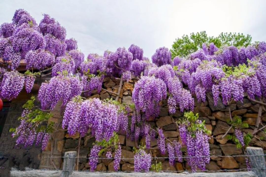 Amazon.com : 25 Wisteria Seeds Purple Flowers Blue Moon Wisteria Chinese  Blue Wisteria sinensis Tree Fast Climber Flower Vine Hardy Plant : Patio,  Lawn & Garden