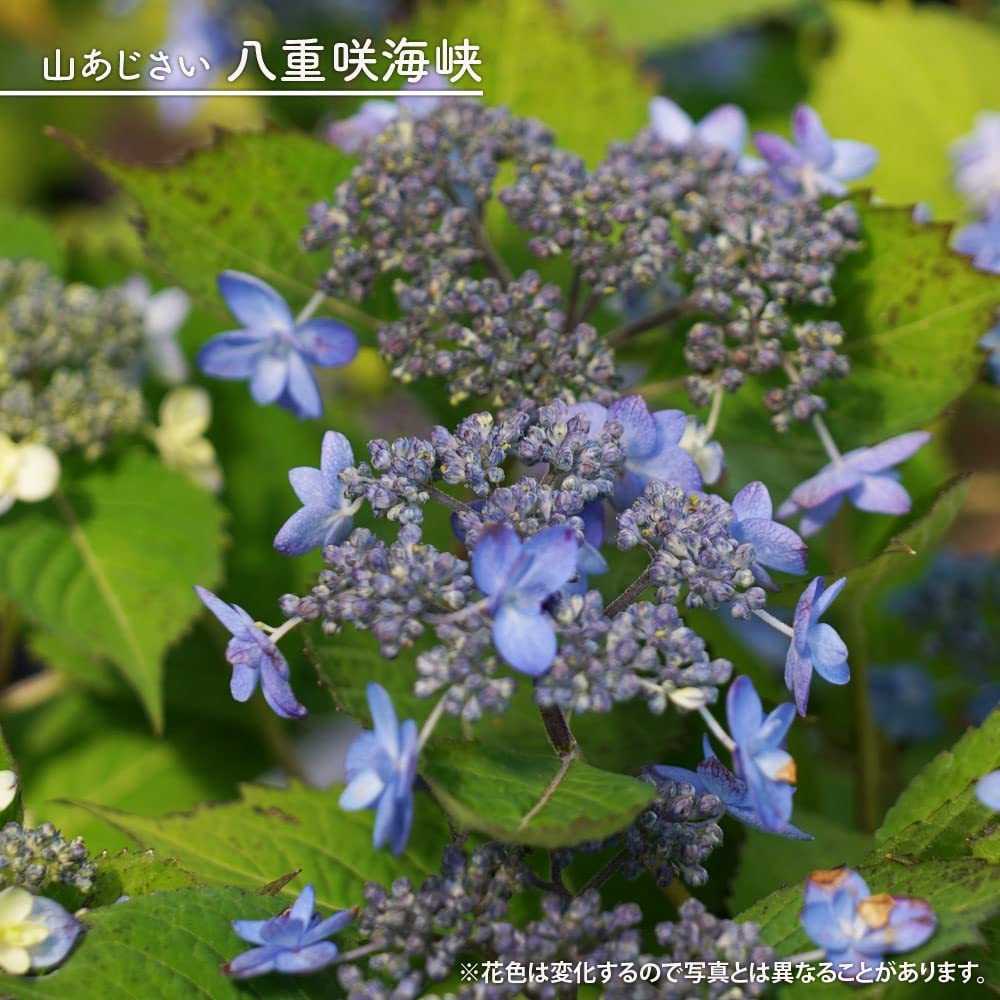 Amazon.co.jp: 紫陽花 ヤマアジサイ 【八重咲海峡 （やえざきかい