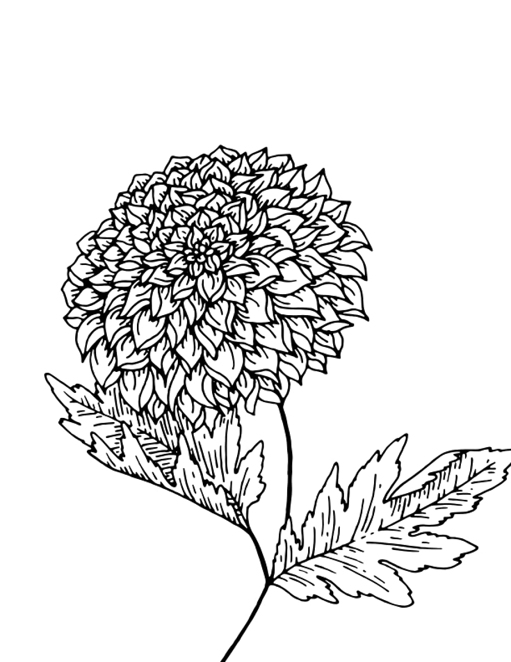 Garden Journal - Dahlia Paperback – 24 July 2021