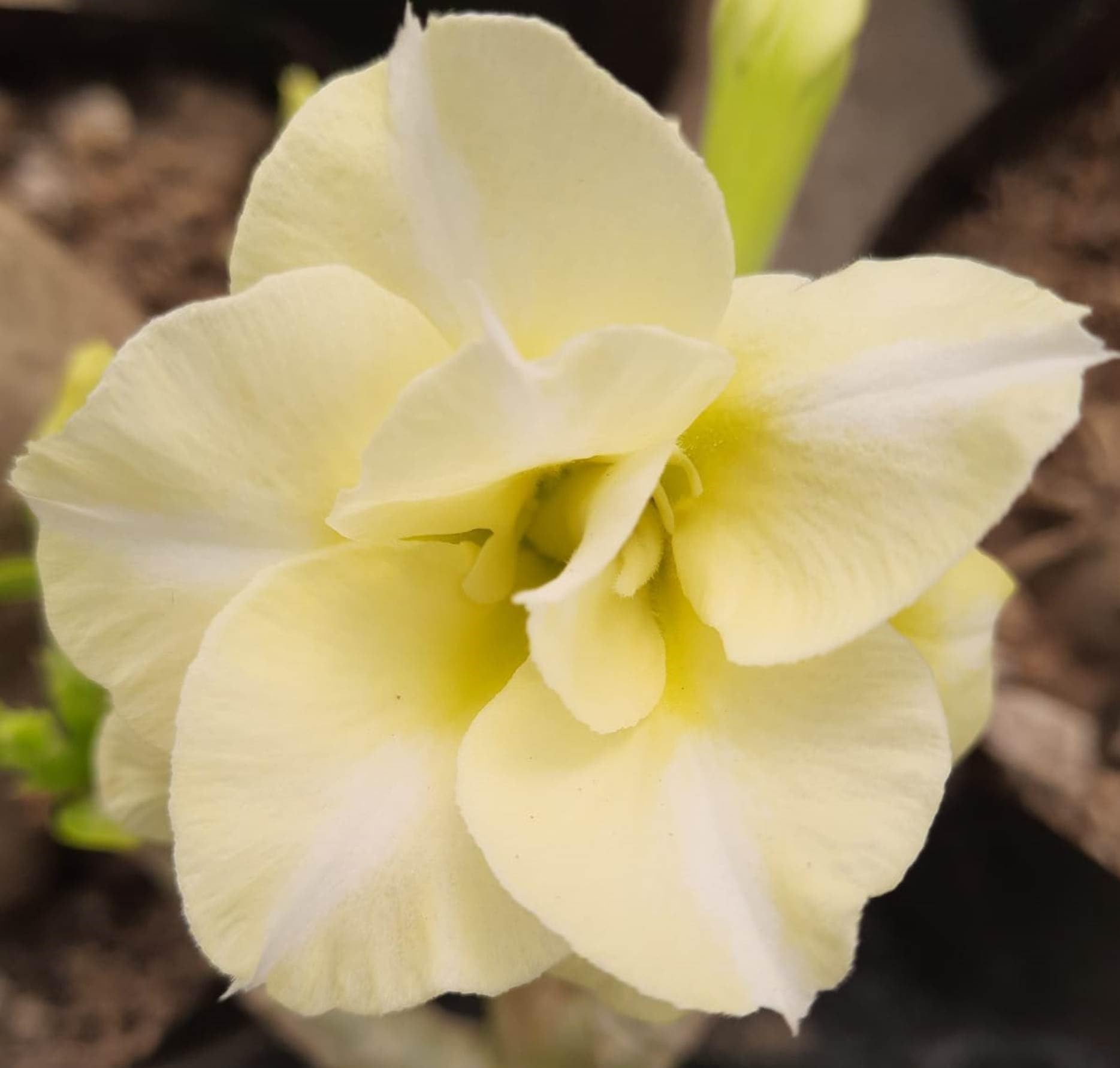 GREEN ISLAND Adenium Grafted Flower Plant with Beautiful Pot (Yellow) (B09YRPXYCD) Amazon Price History, Amazon Price Tracker