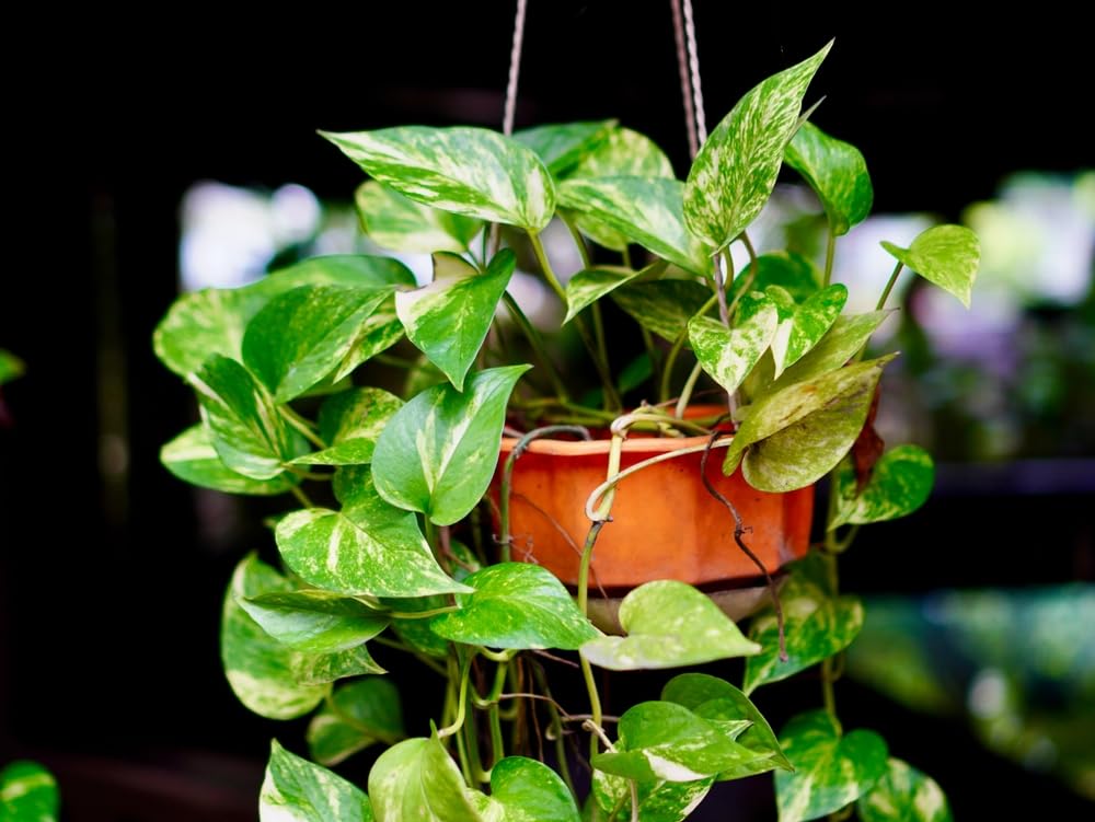 Amazon.com : 1 Golden Pothos, 1 Pearl & Jade Pothos - 2 Inch Potted and  Rooted Plants - Great Indoor Plant - Air Purification - Easy Care : Patio,  Lawn & Garden
