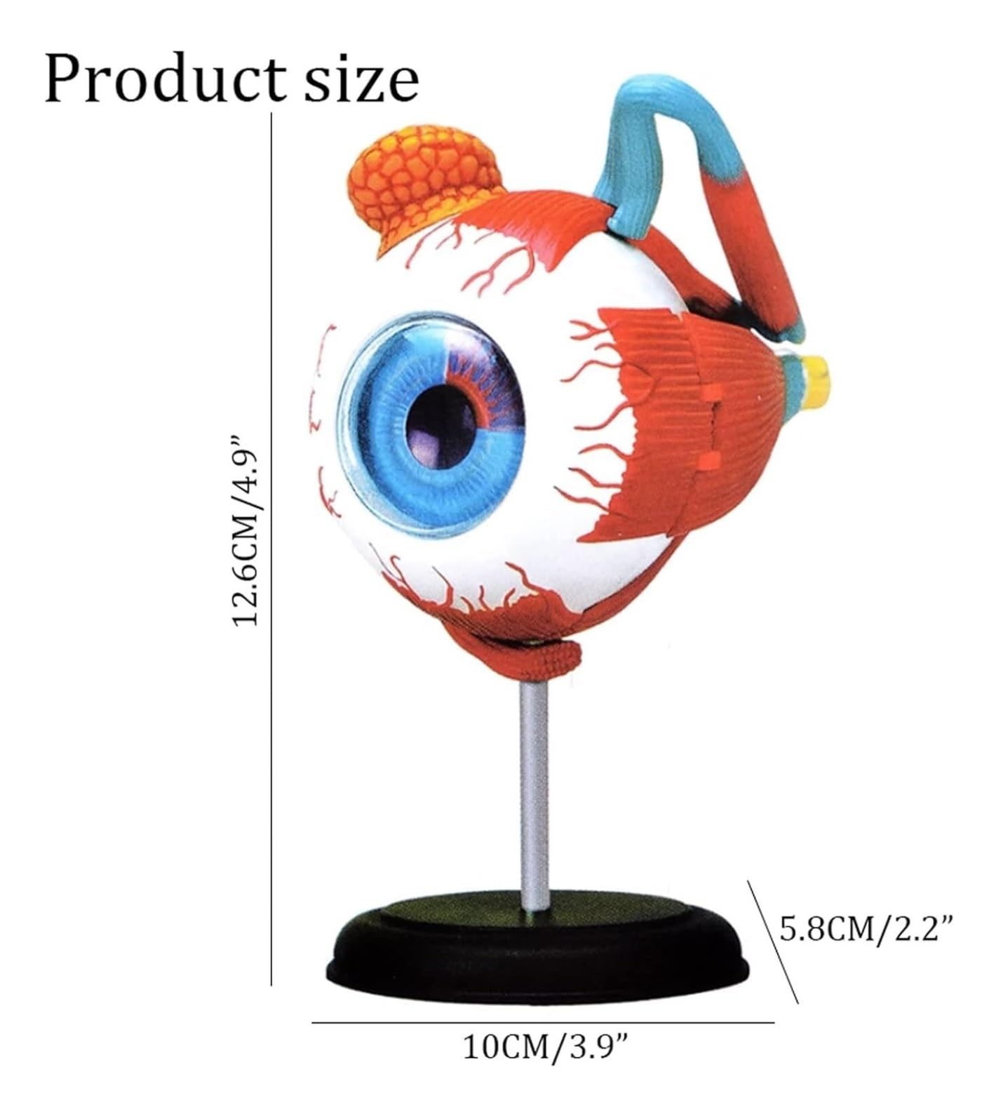 Anatomía De La Educación Modelo Anatómico Médico 4d, De Anatomía del Globo Ocular Humano, 32 Piezas Extraíbles para Aula Ciencias Muñeca de Anatomía