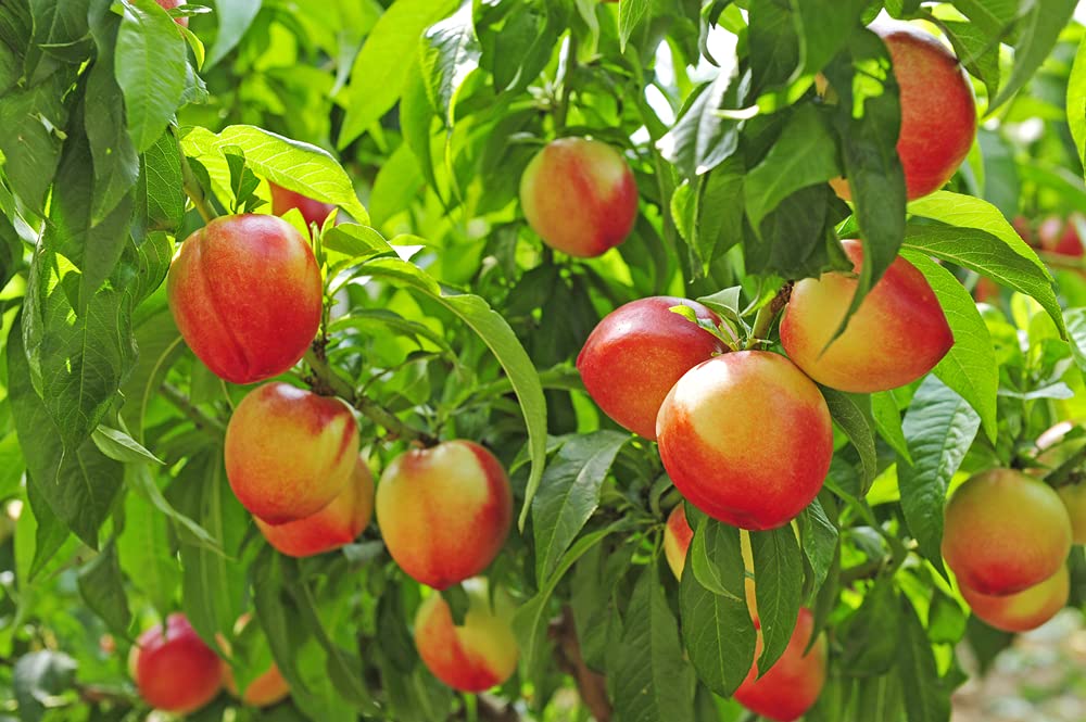 Buy Lovell Peach Fruit Tree Seeds, (Prunus persica), 2 Heirloom Seeds