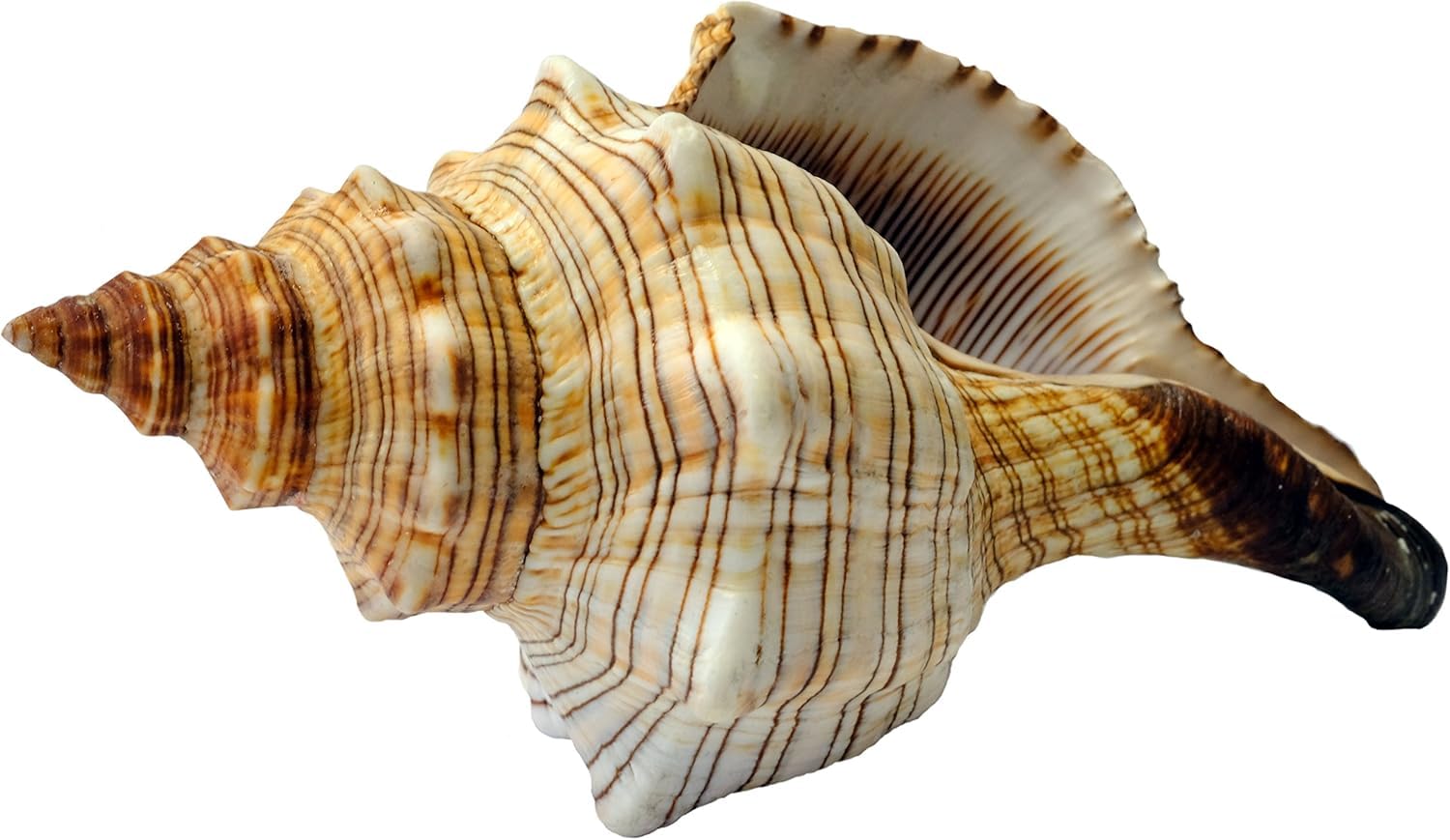 Große Fasciolaria Trapezium Muschel 22–23 cm – Echte Trapez Bandschnecke – Maritime Dekoration, Badezimmer Deko, Aquarium Zubehör, Strandhaus Stil, Geschenk für Meerliebhaber