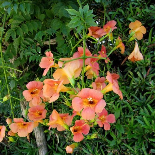 Amazon ノウゼンカズラ オレンジ 3 3 5号ポット2株セット ポール仕立て フェンスに 花 Amazon ノウゼンカズラ オレンジ 3 3 5号ポット2株セット ポール仕立て フェンスに 花