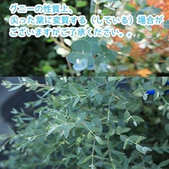 Amazon | 庭木：ユーカリ グニー 樹高:120cm 大株！ | 植木