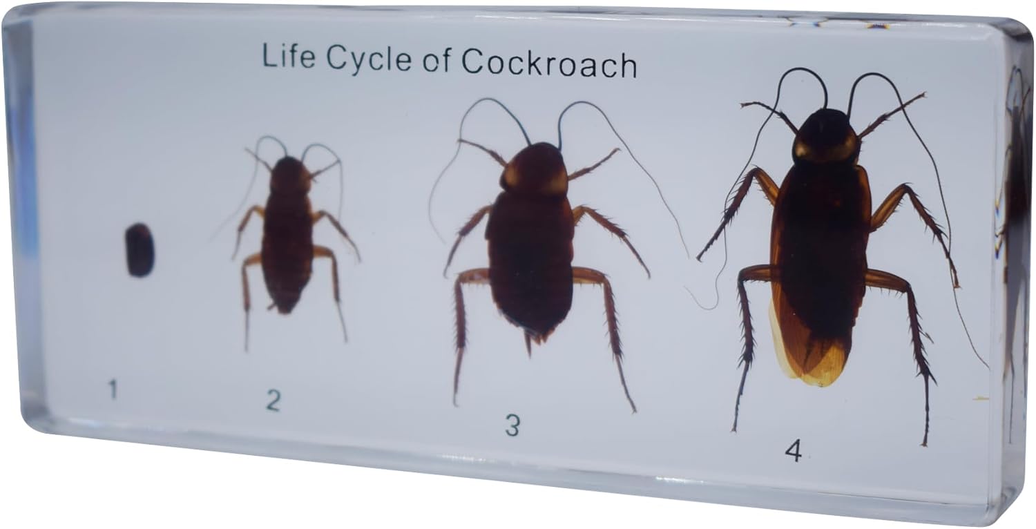 Taxidermy Cockroach, Life Cycle of Real Cockroach Specimen Animal Specimens in Resin for Science Classroom Cockroach Science Education