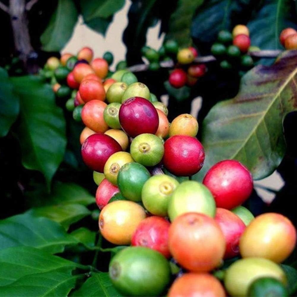 TYNYY 20Pcs Easy to Grow Coffee Beans Seeds,Garden Bonsai Perennial Plant Dwarf Tree for Planting Garden Yard Outdoor Coffee Beans Seeds 20Pcs