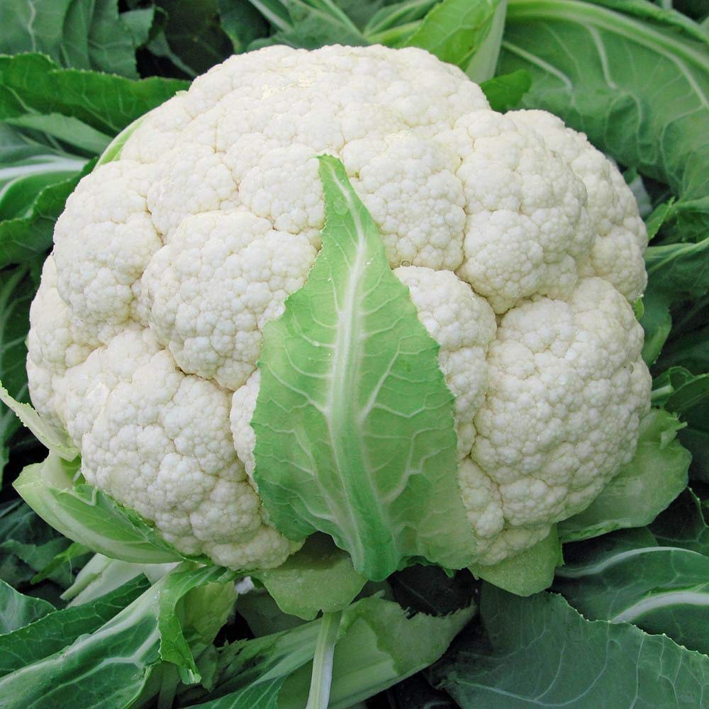 Golden Hills Farm® (AVG 500-2000) seeds CAULIFLOWER 100% ORGANIC F1 HYBRID SEEDS (B08644JP27) Amazon Price History, Amazon Price Tracker