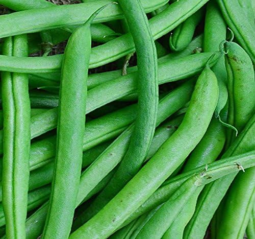 MySeeds.Co - Semillas de frijol Blue Lake 274 de 1 libra (más de 1,300 semillas) - El frijol comúnmente utilizado para enlatar, congelar en vinagre