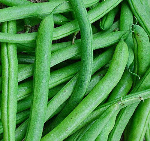 Blue Lake 274 Bush Bean Seeds MySeeds.Co