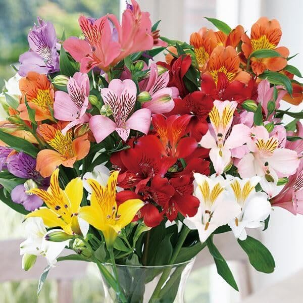 アルストロメリア　球根 アルストロメリア球根 球根