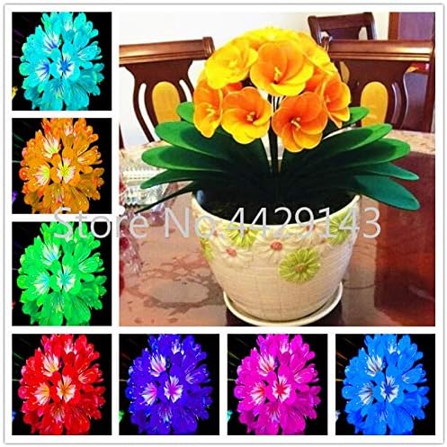100 pcs Gorgeous clivia Seeds (Kaffir Lily), Rare Seeds Plants, Indoor Plant clivia miniata Flowers Flores for Home Garden: Mixed