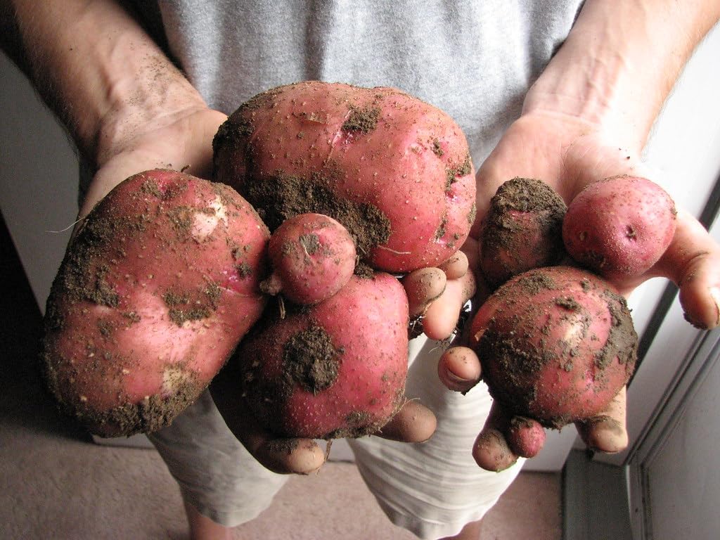 Simply Seed™ - 5 LBS - Red Norland Certified Potato Seed - Non GMO - Whole Potatoes - Ready to Grow