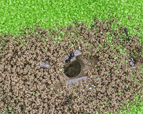 AntHouse - Natural Sand Ant Farm | Acrylic T BIG Kit 9.84x7.87x0.59 in - Image 6