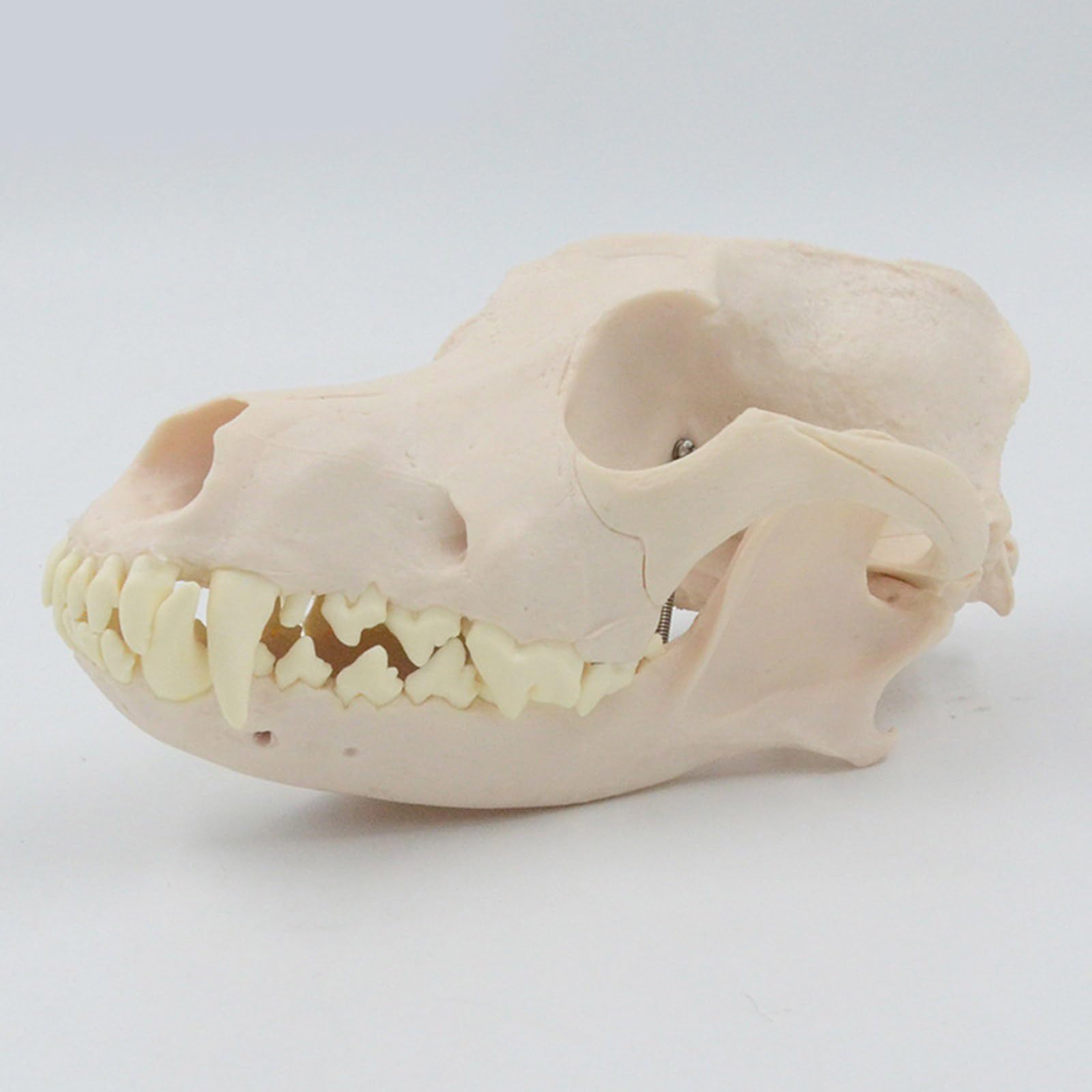 Modello Scheletro Della Testa Del Cane Per L'educazione Veterinaria E Mostrare Anatomico Modello Osseo Osseo Del Cane Anatomia Canina Canina Anatomia