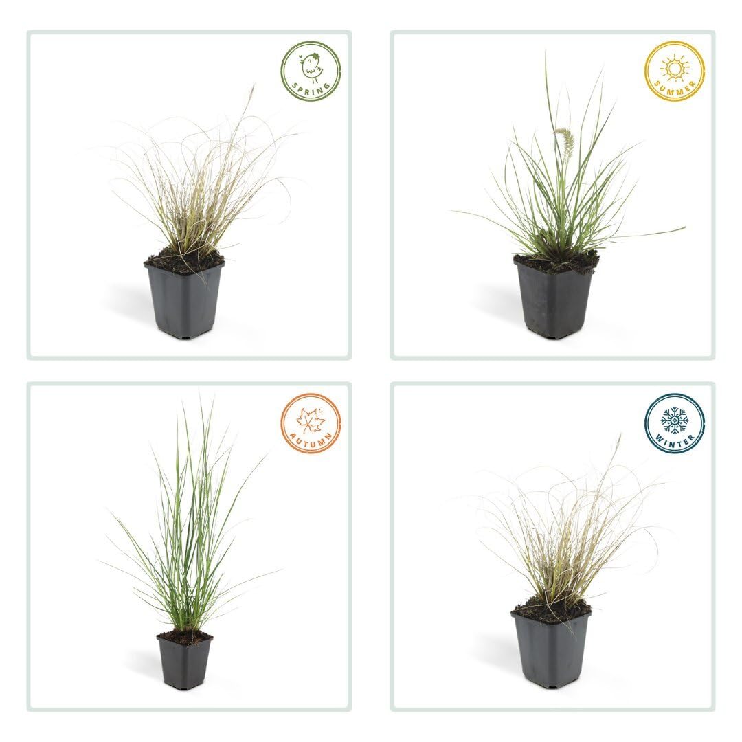Plants by Frank Pennisetum Alopecuroides Hameln, 24 Stück, Ø 9 cm | Lampenputzergras Pflanzen, Bodendecker Winterhart Mehrjährig, Federborstengras, Stauden, Ziergräser, Topf 9 cm, Höhe: 15 cm