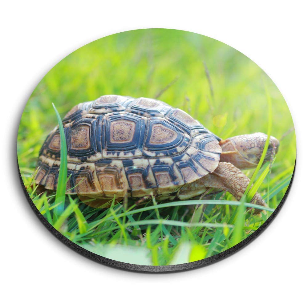 Destination Vinyl Ltd Multicolor 1 X Round Mdf Magnet - Cute Tiny Tortoise Pet Animals Turtle 8290