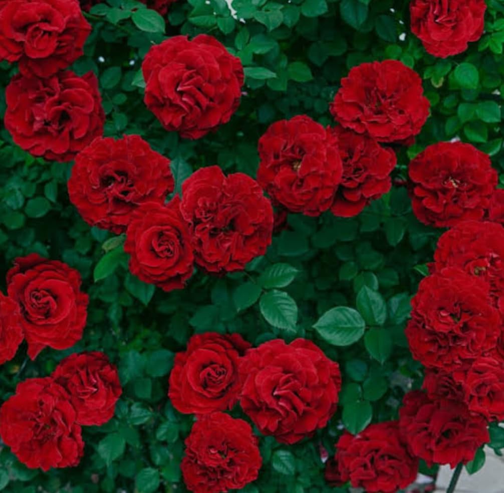 Balbasaur Real Live Dark Red Rose Live Plant Include The poly bags (B0CK5XBJD5) Amazon Price History, Amazon Price Tracker