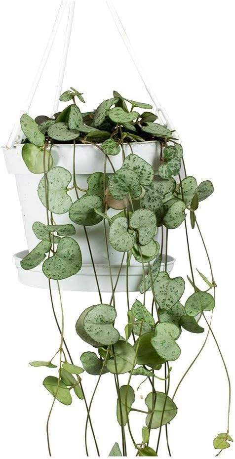 Ceropegia woodii - String of Hearts 11cm Pot