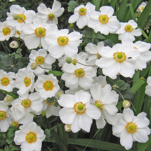 シュウメイギク（秋明菊）：ホワイト4号鉢植え[鉢植えで楽しむ白一重のシュウメイギク]のサムネイル