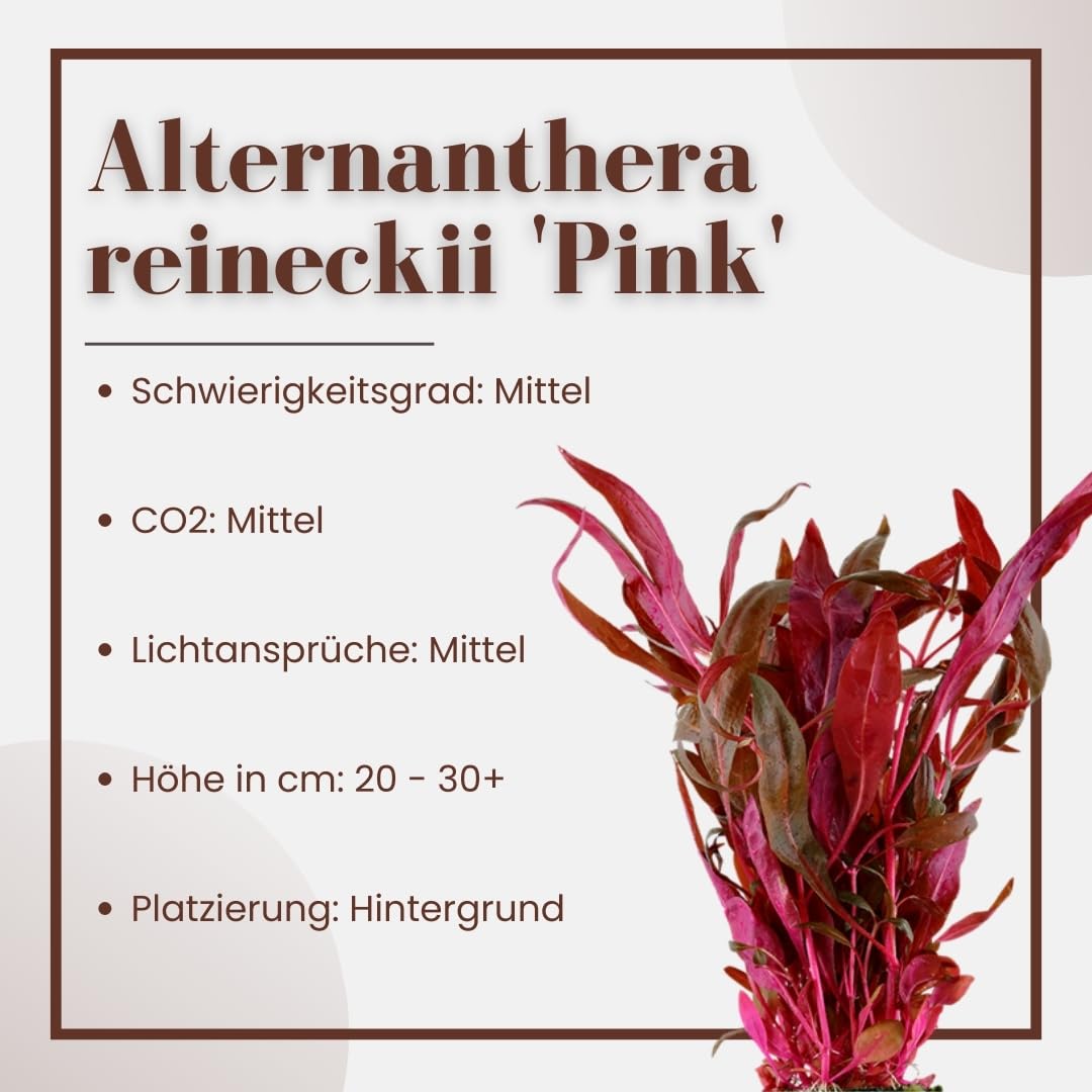 AquaOne Aquarium Pflanze 3 Stück Alternanthera reineckii 'Pink' I Wasserpflanze Aquariumpflanze Stängelpflanze voll durchwurzelt einfach pflegeleicht Aquascaping Dekoration