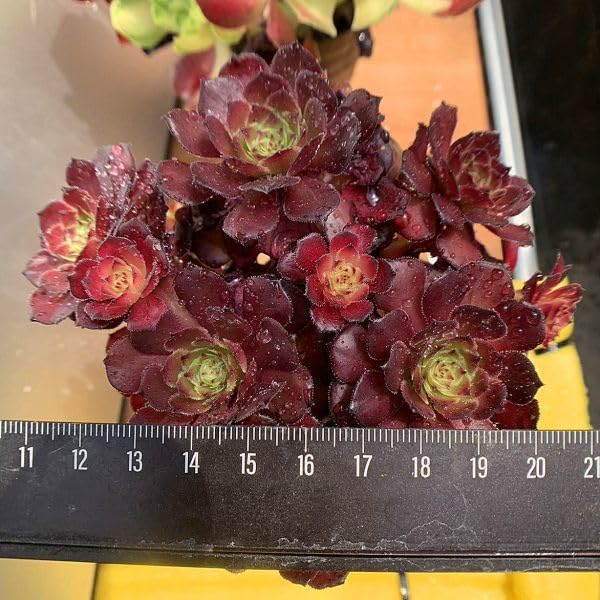 Amazon.co.jp: 農園直売 多肉植物 寄せ植え アエオニウム属 丸葉