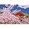 桜の仁和寺-京都