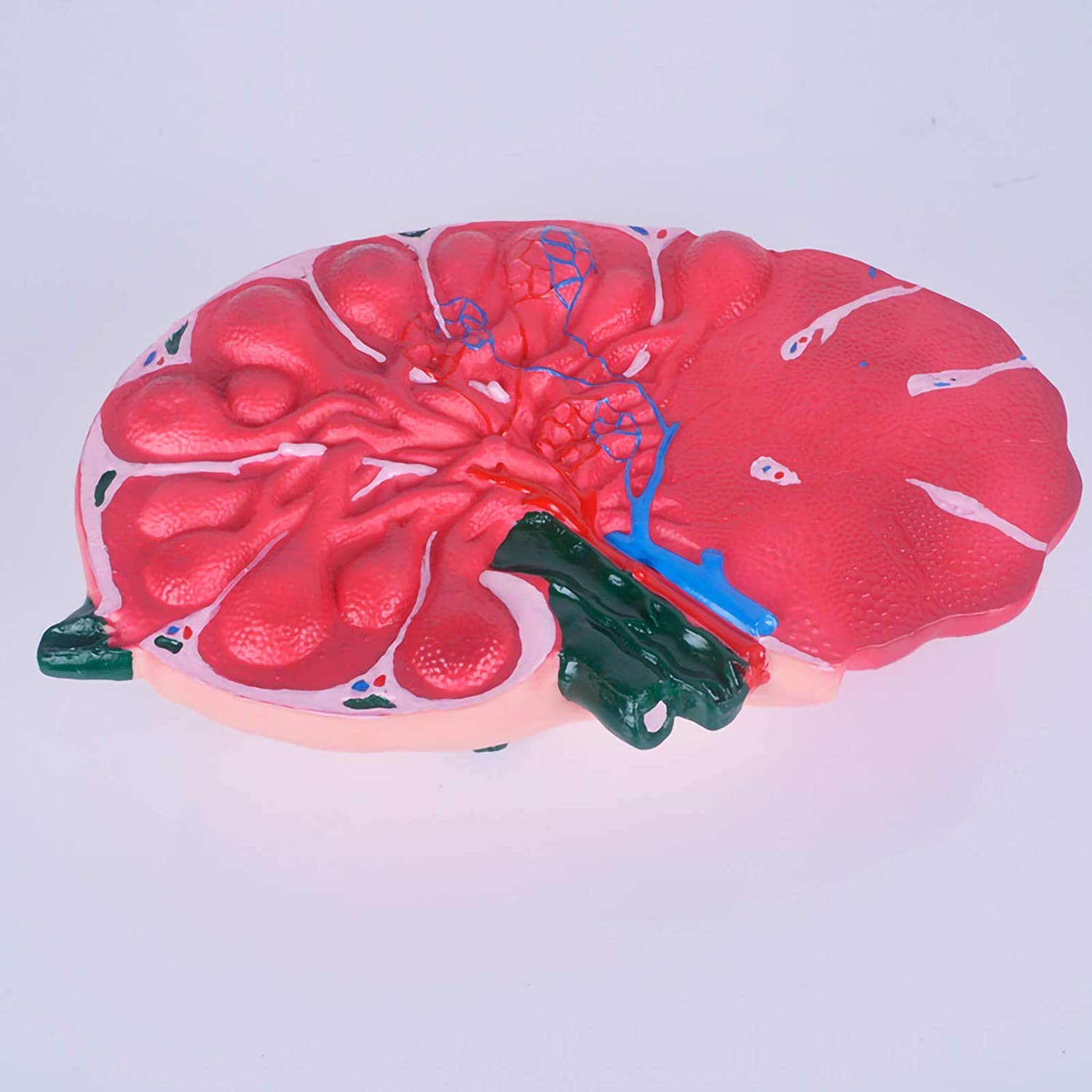 sjdoPulse Enlarged Model of Lymph Nodes - Educational Model Lymph Node Magnification Model - Pvc Material Biology Teaching Model - for Study Teaching Display Medical Model (A)