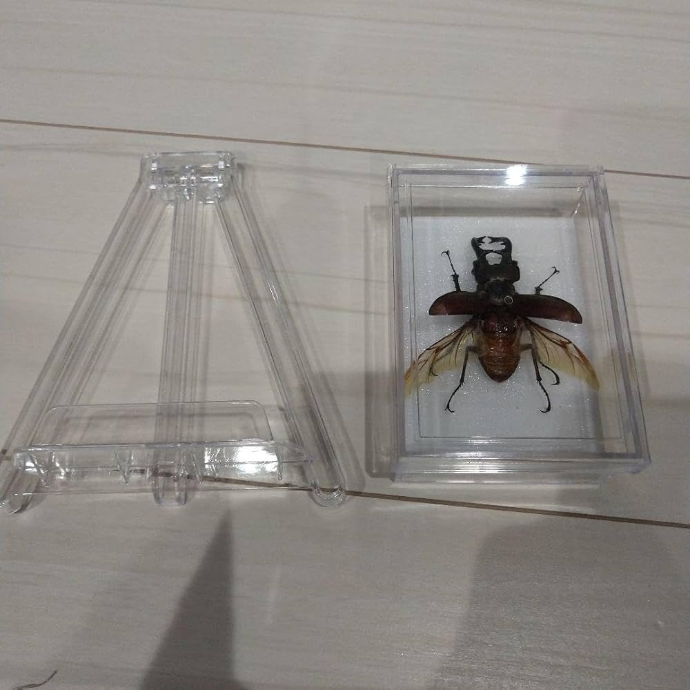 Amazon.co.jp: クワガタ 標本 ケースとスタンド付き : Pet Supplies