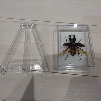 クワガタ標本 8体セット 展示ケース付き クワガタ標本 8体セット
