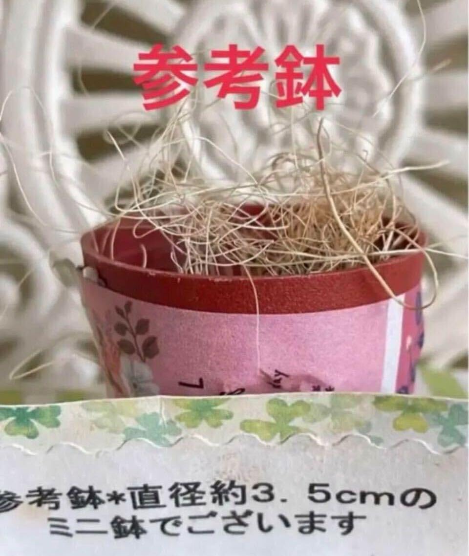 Amazon.co.jp: 多肉植物*可愛いペンデンス コチレドン*カット苗 Amazon.co.jp: 多肉植物*可愛いペンデンス コチレドン*カット苗
