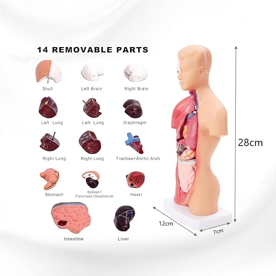 Human Anatomy Model Torso 28cm Anatomical Body with 15 Removable Organ Parts for Nursing Teaching and Research Skeleton