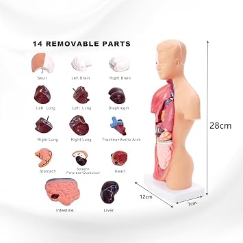 Human Anatomy Model Torso 28cm Anatomical Body with 15 Removable Organ Parts for Nursing Teaching and Research Skeleton