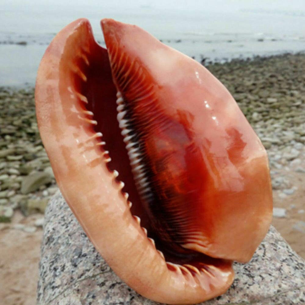 Tlilyy de de Natural Concha Concha Coral Pecera de Caracol de Mar Adornan Adorno 1 Unids