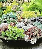 BALDUR Garten 6er Winterharte Sedum-Mischung, Pflanzen...
