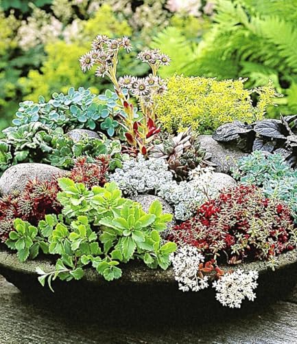 BALDUR Garten 6er Winterharte Sedum-Mischung, Pflanzen im 9x9 cm-Topf, Fetthennen Hauswurz Stauden Sortiment, winterharte mehrjährige Stauden, trockenresistent, pflegeleicht, Wasserbedarf gering