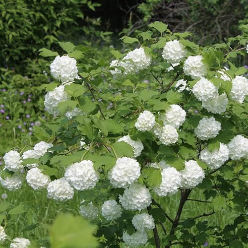 2 Japanese Snowball Viburnum Bushes Shrubs, Old Fashion Snowball Viburnum Plants 6-12 Inc Tall To Grow #TOP1